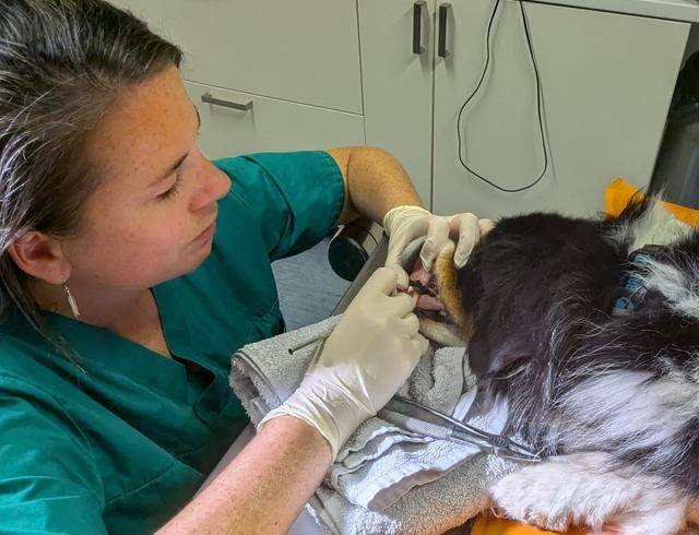 Kleintiermedizin: Zahnkontrolle bei einem Hund