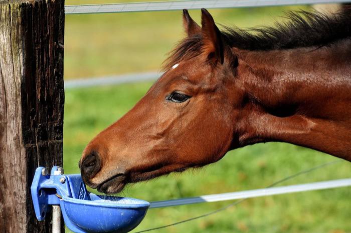 Pferd an der Tränke, Symbolbild Tränkwasserhygiene